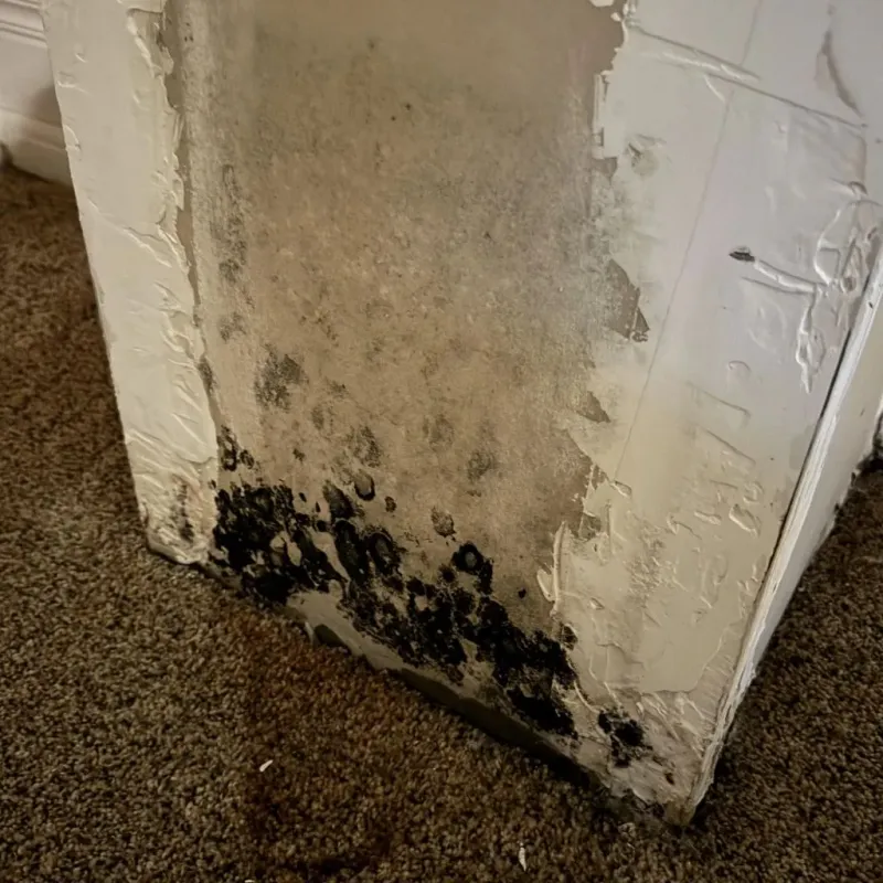 Professional Mold Removal in Lebanon, IN